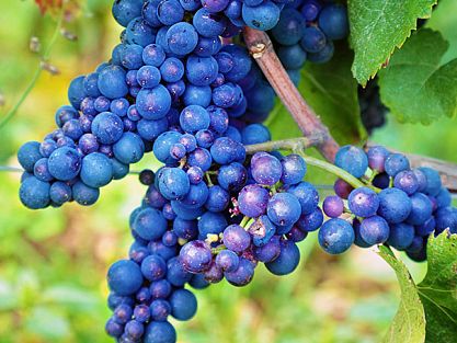 Vines of the province of Alicante
