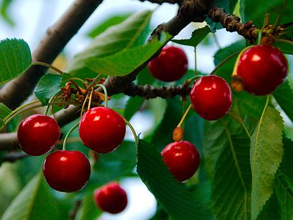 Cherries