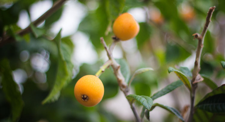 Loquat at the Hotel Servigroup Montíboli