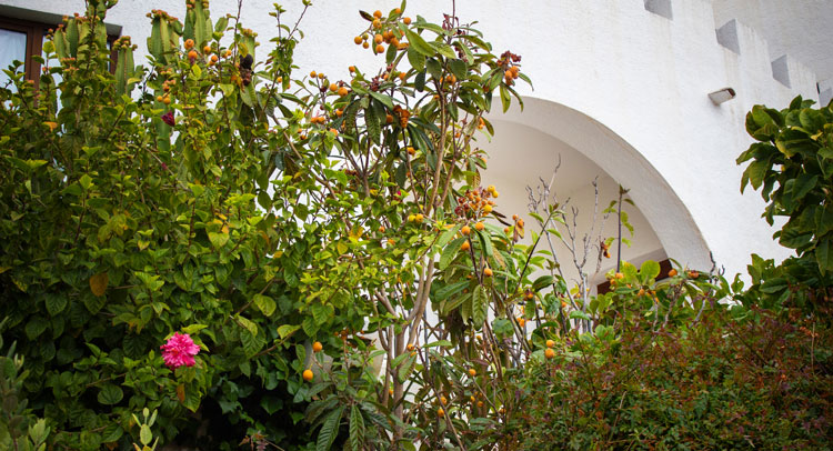 Loquats in the Hotel Montíboli