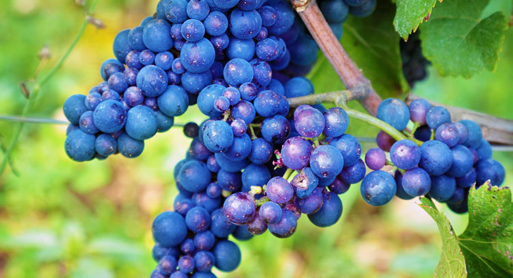 Vines of the province of Alicante