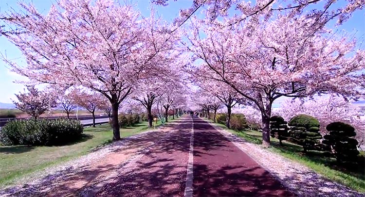 Cherry trees