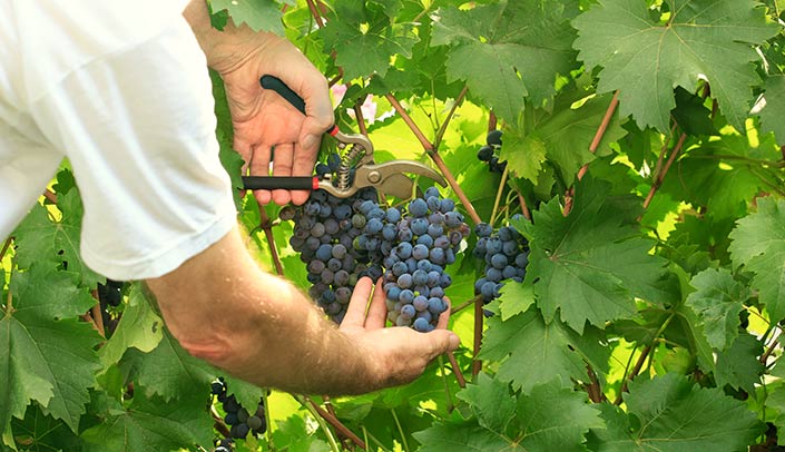 Grapes on the vine Grape-picking in Novelda