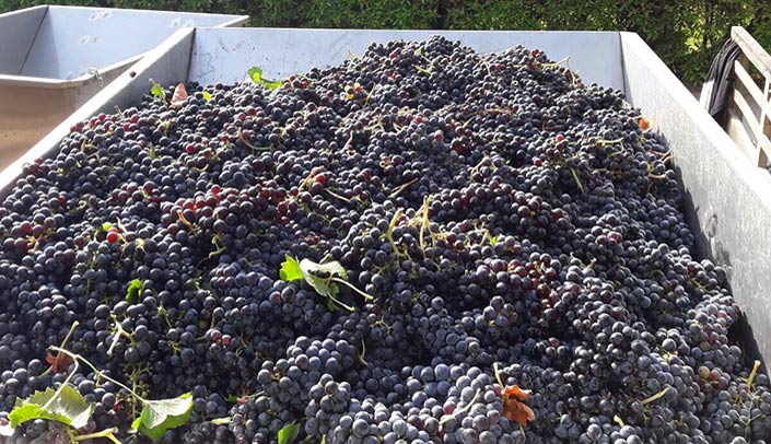 Working the grape-picking Alicante Grape-picking
