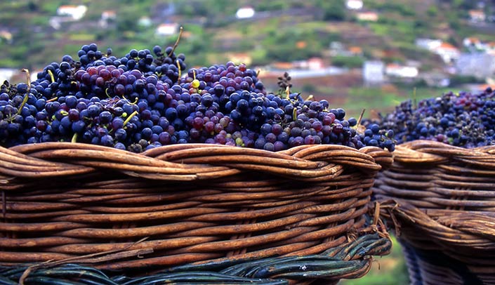 Grapes in baskets Grapes with baskets for the grape-picking