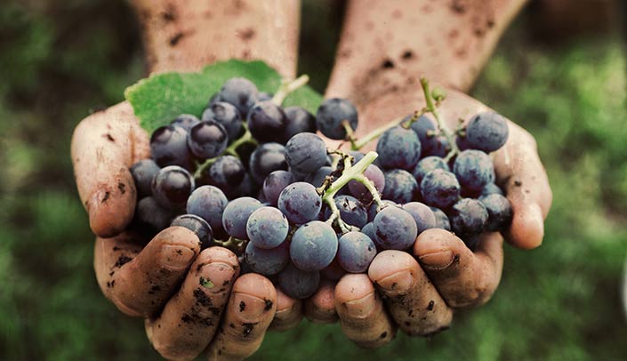 The most delicious grapes Grape-picking in September