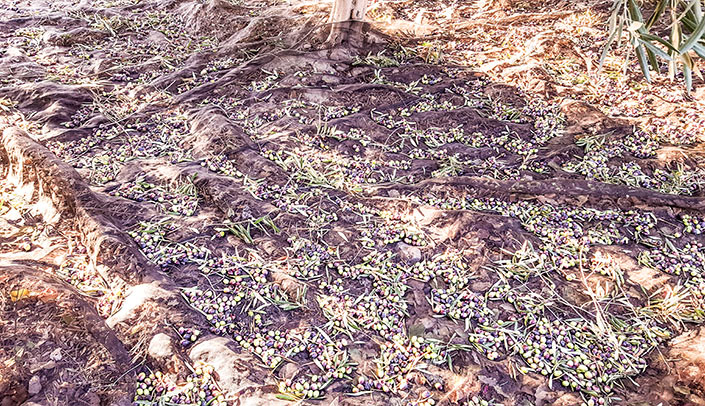 Olives at the farm Finca El Clot The best olive oil in the Hotel Montíboli