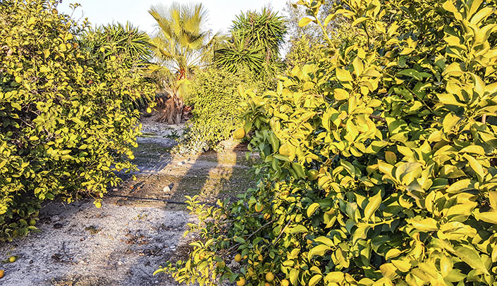 Lemons in the finca El Clot Lemons at the Hotel Montíboli