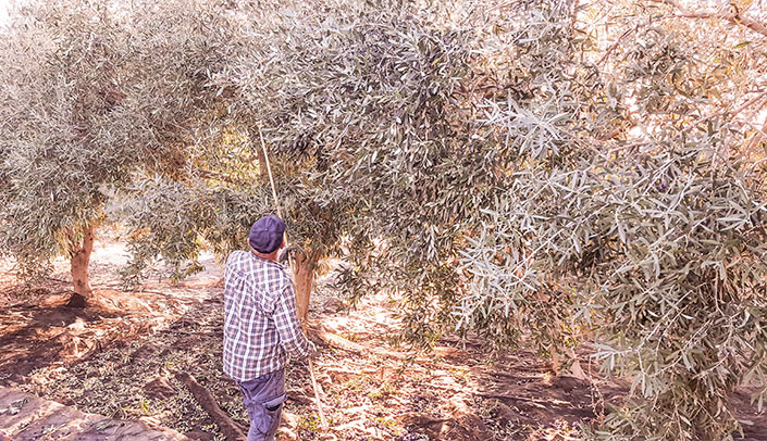 Collecting the olives Olive oil at the Finca El Clot