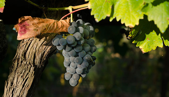 Black grapes for champagne