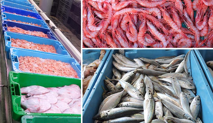 Fish and seafood from the bay of Villajoyosa Rape, prawns and anchovies in the fish market of Villajoyosa