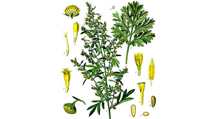 Botanicals for vermouth